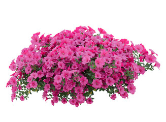 Various types of pink flowers bushes shrub