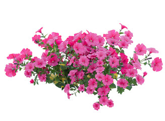 Various types of pink flowers bushes shrub