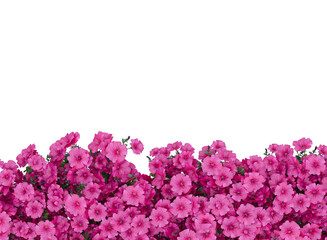 Fototapeta premium Various types of pink flowers bushes shrub