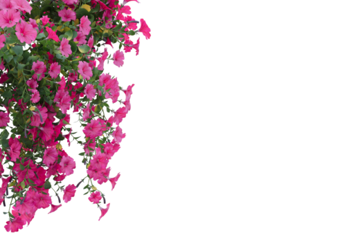 pink border