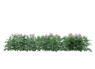 Various types of flowers grass bushes shrub and small plants isolated	