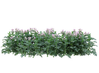 Various types of flowers grass bushes shrub and small plants isolated	