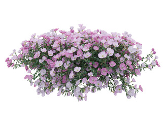 Various types of pink flowers grass bushes shrub and small plants isolated	