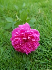pink rose in garden