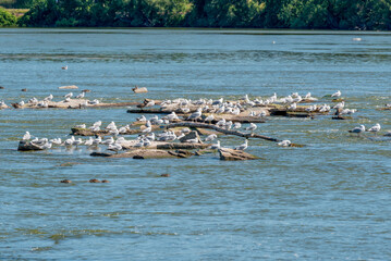 Gulls And Other Birds On Rocks In Fox River In Summer At Little Chute, Wisconsin