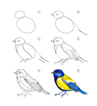 How to draw cute titmouse. Educational page for children. Creation step by step animal illustration. Printable worksheet for kids school exercise book. Online education. Vector drawing.