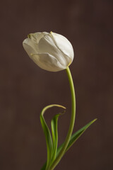 Single white tulip with brown background