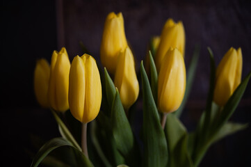 bunch of yellow tulips with dark background