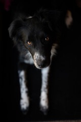 black faced dog on black background looking up