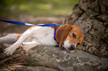 beagle dog laying on roots of tree