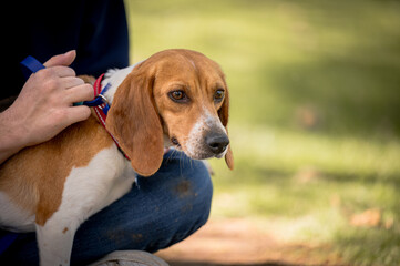 close up of beagle dog outside being held on lap with room for copy