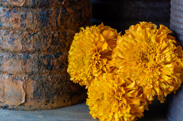 close up of marigold flowers and rusty cans