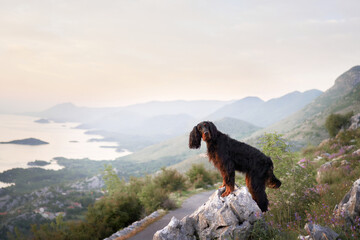 dog in pink flowers outdoors in Mountains. Gordon setter in nature on the rock 