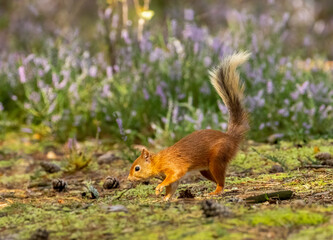 Naklejka na ściany i meble Scottish red squirrel foraging on the forest floor looking for a nut in the woodland