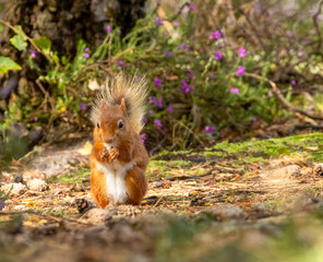 Naklejka na ściany i meble Cute little scottish red squirrel foraging and looking for food on the forest floor with curious face 