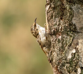 Tree creeper on wood searching for bugs in the forest