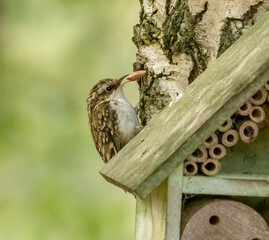 Tree creeper on wood searching for bugs in the forest