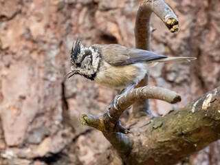 Rare scottish woodland bird, crested tit, brown bird with crest of feathers perched in the woodland