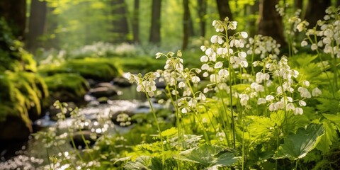 Obraz na płótnie Canvas Forest wildflowers Cardamine pentaphyllos in spring