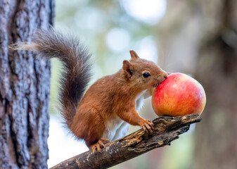 Cute little Scottish red squirrel eating a tasty red apple on the branch of a tree in the woodland