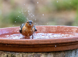 Male chaffinch having a bath in a dish of water