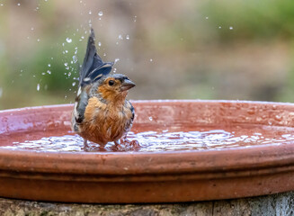 Male chaffinch having a bath in a dish of water