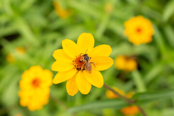 Zinnia Elegans flower in Zurich in Switzerland