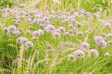 Fototapeta premium Siberian chives or Allium Nutans in Zurich in Switzerland