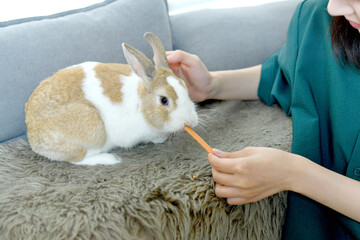 屋内でウサギに餌を与える若い女性
