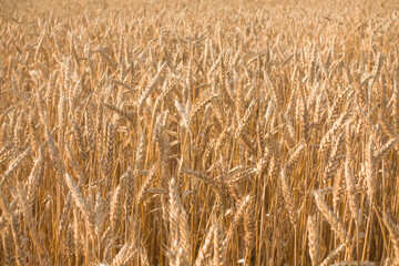 Photo of a wheat field with nobody