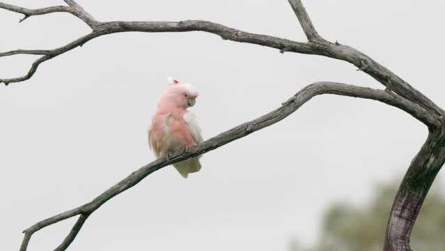 a major mitchell's cockatoo perches on a branch and preens its feathers on a windy day  at western queensland, australia