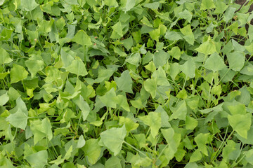 French sorrel or Rumex Scutatus plant in Zurich in Switzerland