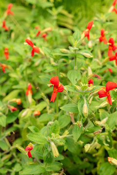 Scarlet monkey flower or Erythranthe Cardinalis plant in Zurich in Switzerland
