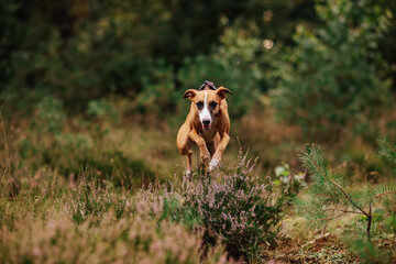 rudy pies whippet skacze przez wrzosy w lesie - obrazy, fototapety, plakaty