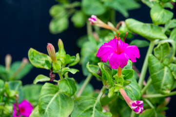 Flor de la Mirabilis jalapa o Don Diego de Noche, con espacio de copia.
