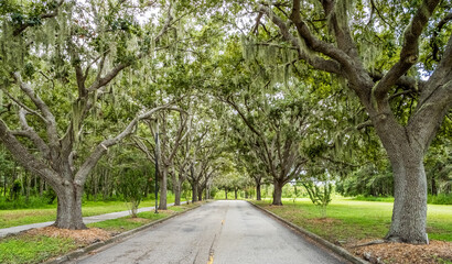 Live Oak tree lined Rand Blvd in Sarasota Florida USA
