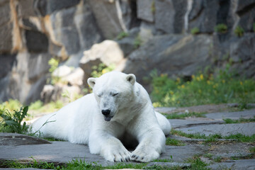 Funny polar bear. Polar bear sitting funny pose.