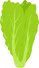 Organic Lettuce