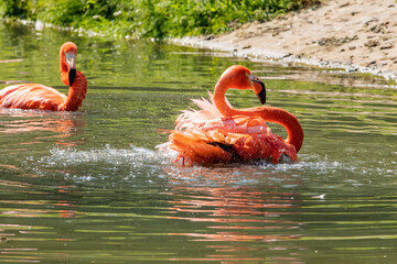 flamingos walking in water with green grasses background.