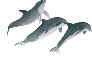 delfines, salto, mar, vector, ilustracion