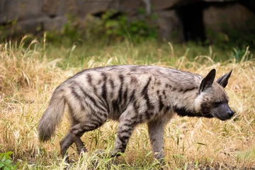 Foto op Canvas adult Striped Hyena (Hyaena hyaena) natural background © Elena