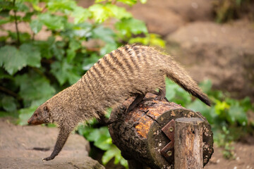 Banded Mongoose large troops young