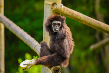 White-handed gibbon jumping.