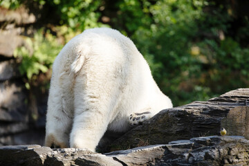 Funny polar bear. Polar bear sitting funny pose.