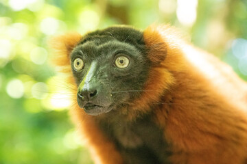 red ruffed lemur Varecia rubra watching from above © Elena