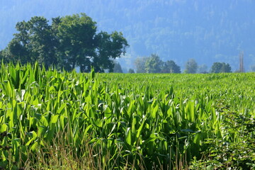 Fototapeta na wymiar View of acres of lush, green corn ripening on a wide open agricultural landscape. 