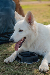 Obraz premium Paseo de perros