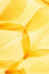 Abstract nature pattern of flower petals yellow color, natural texture leaf as natural background...