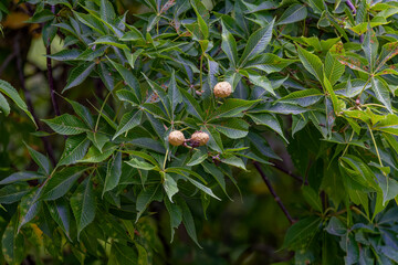Nut fruits Aesculus glabra, commonly known as Ohio buckeye, is a species of tree in the soapberry...