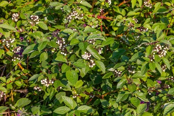 The fruits of white dogwood, (Cornus alba) the red-barked, white or Siberian dogwood. Small tree native to Siberia, northern China and Korea.